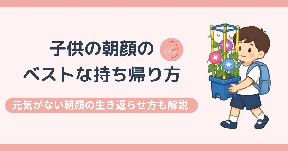 子供の朝顔のベストな持ち帰り方